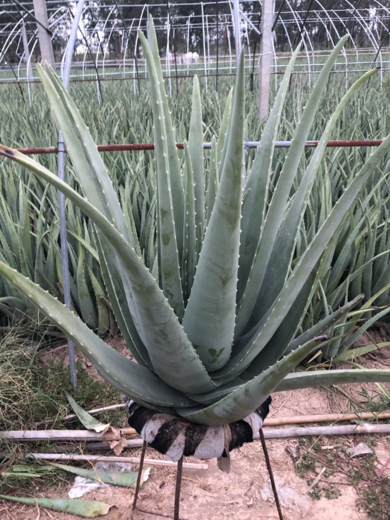 芦荟仙人掌
