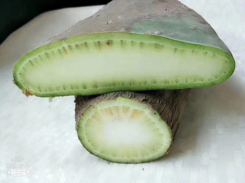 芦荟仙人掌