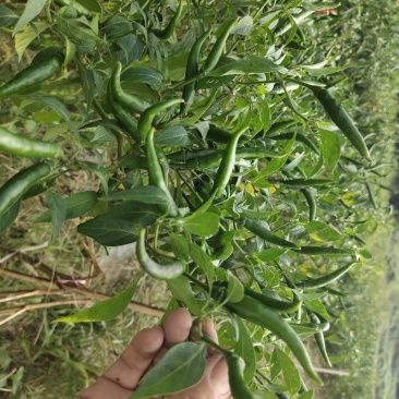 鲜辣椒