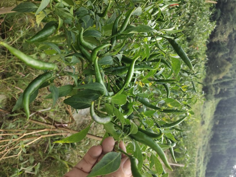 鲜辣椒