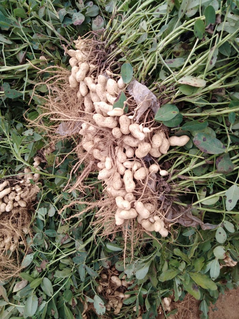 辽宁海花两粒鲜花生大量上市两粒红花生货源充足