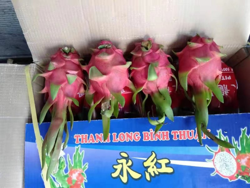 火龙果