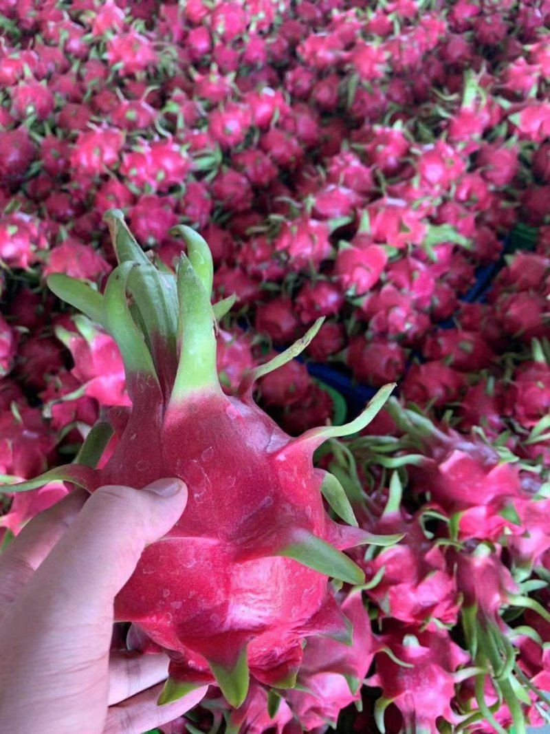 火龙果