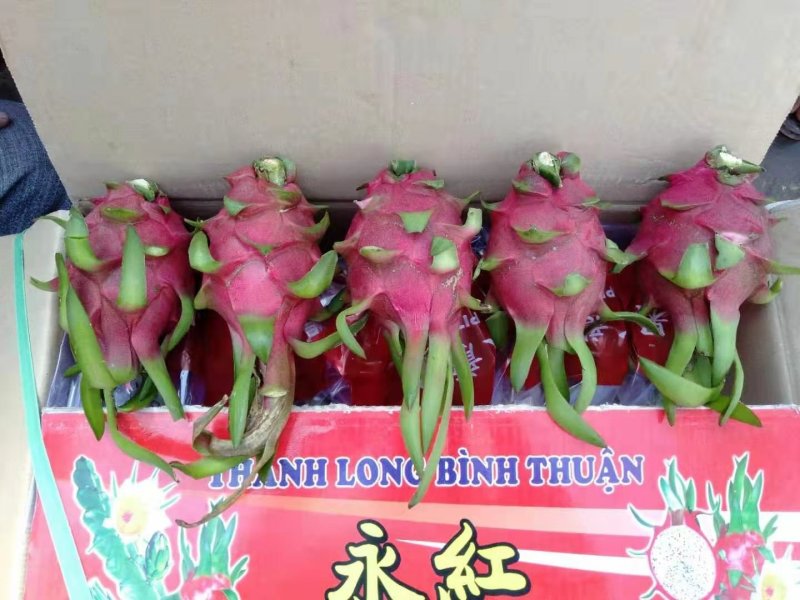 火龙果