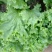 生菜绿生菜各种叶菜青叶生菜报价真实