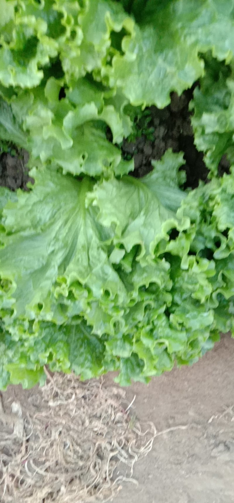 生菜绿生菜各种叶菜青叶生菜报价真实