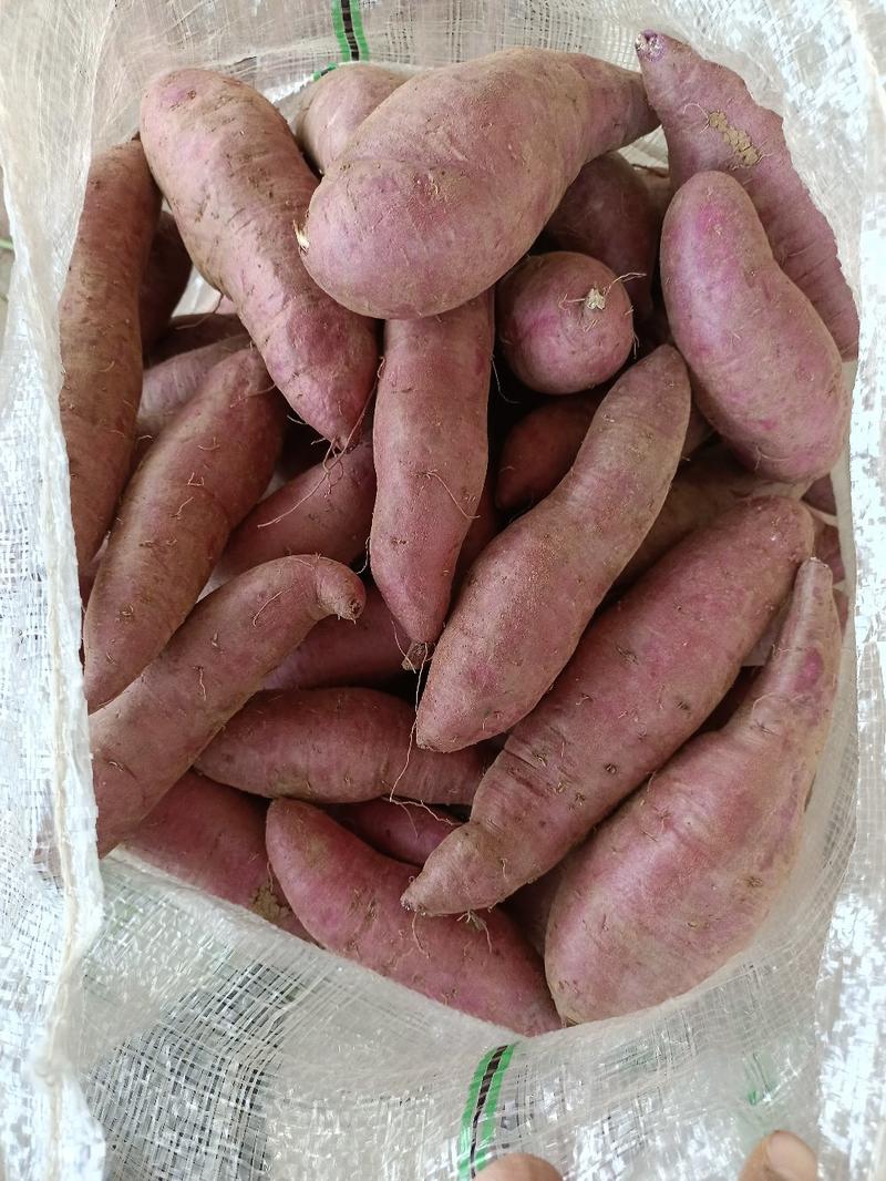 湖北紫薯紫罗兰紫薯大量上市一件代发产地直发视频看货