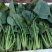 菠菜大叶菠菜22到28公分标菜