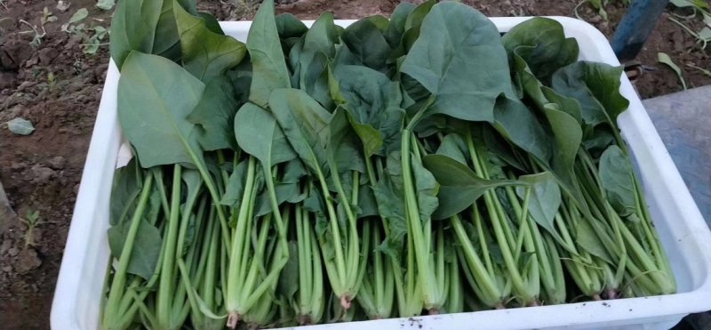 菠菜大叶菠菜22到28公分标菜