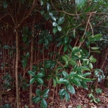 桂花苗【占地苗，绿化用苗】四川桂花苗，桂花苗基地。