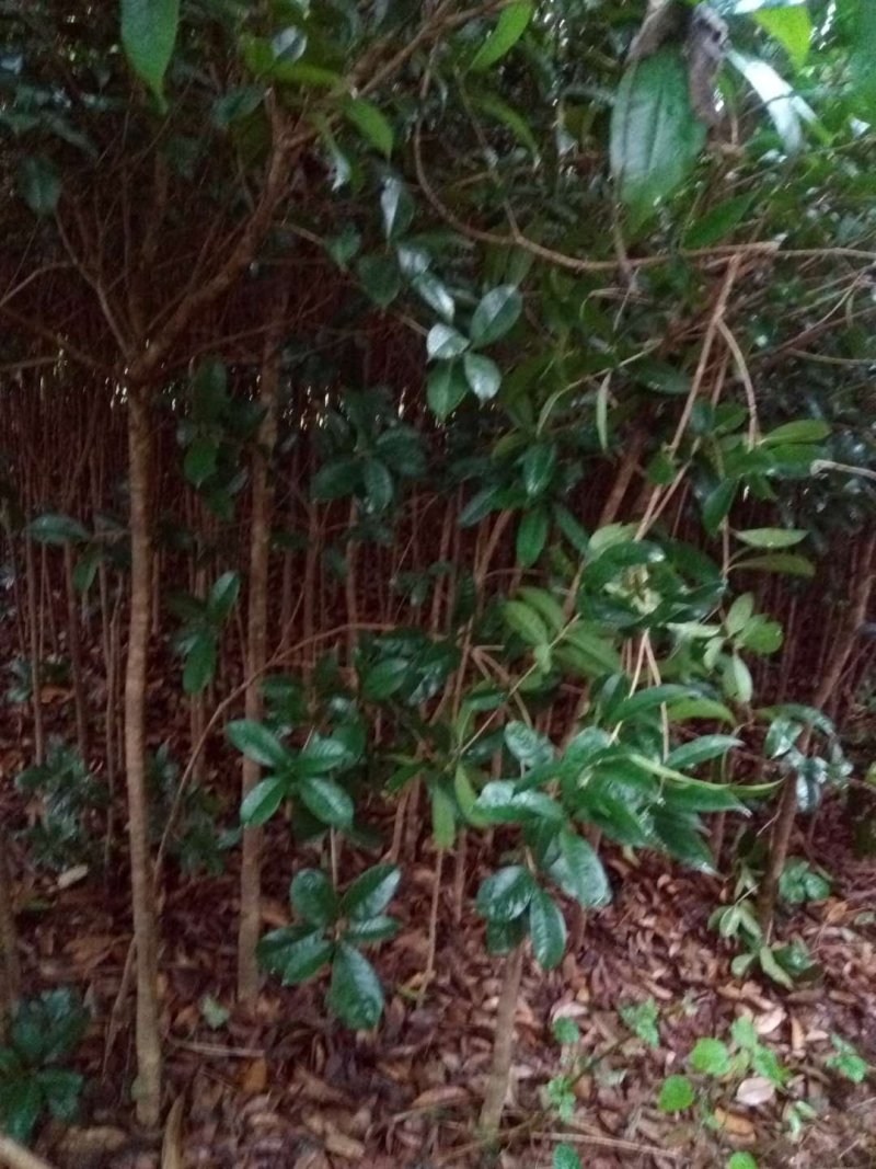 桂花苗【占地苗，绿化用苗】四川桂花苗，桂花苗基地。