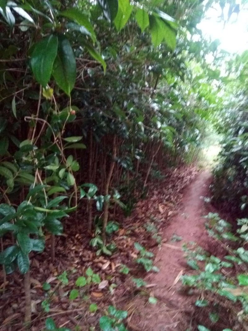 桂花苗【占地苗，绿化用苗】四川桂花苗，桂花苗基地。