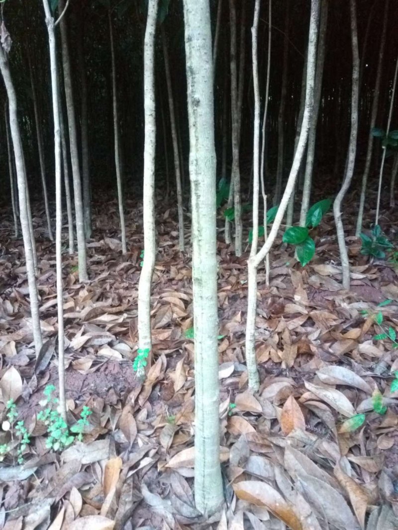 桂花苗【占地苗，绿化用苗】四川桂花苗，桂花苗基地。