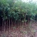 桂花苗【占地苗，绿化用苗】四川桂花苗，桂花苗基地。