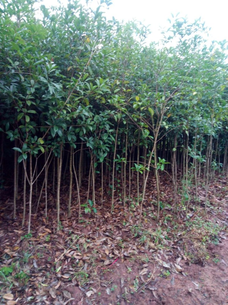 桂花苗【占地苗，绿化用苗】四川桂花苗，桂花苗基地。