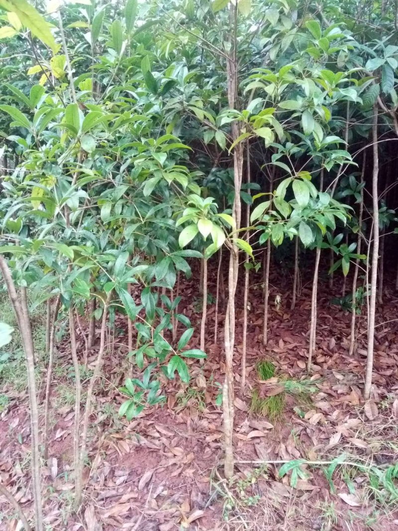 桂花苗【占地苗，绿化用苗】四川桂花苗，桂花苗基地。