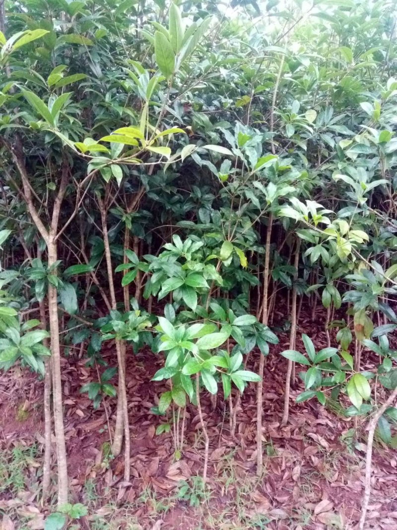 桂花苗【占地苗，绿化用苗】四川桂花苗，桂花苗基地。