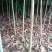 桂花苗【占地苗，绿化用苗】四川桂花苗，桂花苗基地。