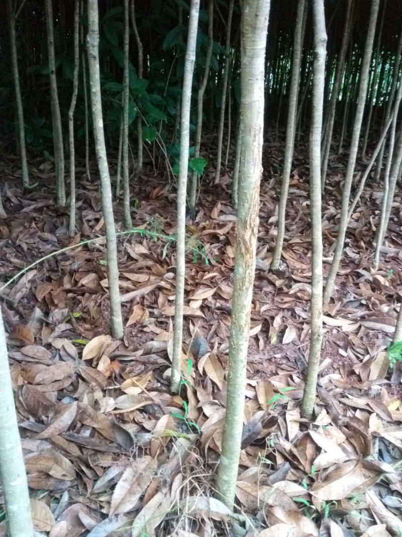 桂花苗【占地苗，绿化用苗】四川桂花苗，桂花苗基地。