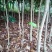 桂花苗【占地苗，绿化用苗】四川桂花苗，桂花苗基地。
