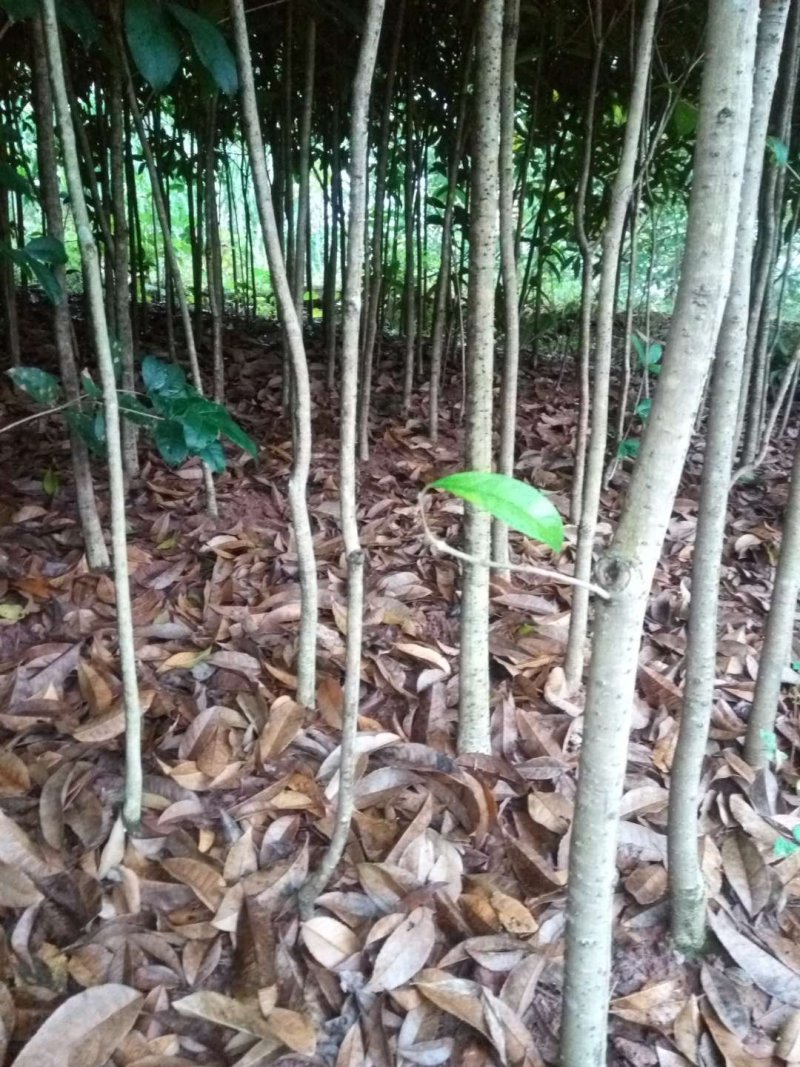 桂花苗【占地苗，绿化用苗】四川桂花苗，桂花苗基地。