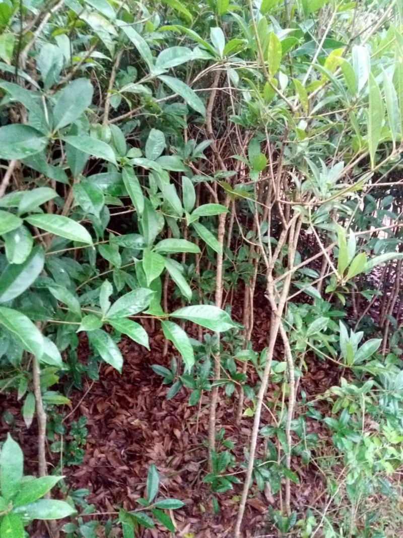 桂花苗【占地苗，绿化用苗】四川桂花苗，桂花苗基地。