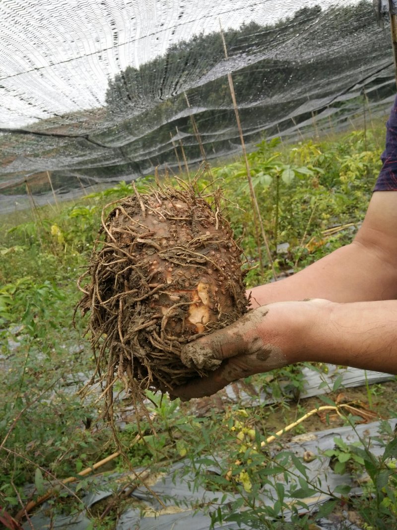 株芽黄魔芋种芋