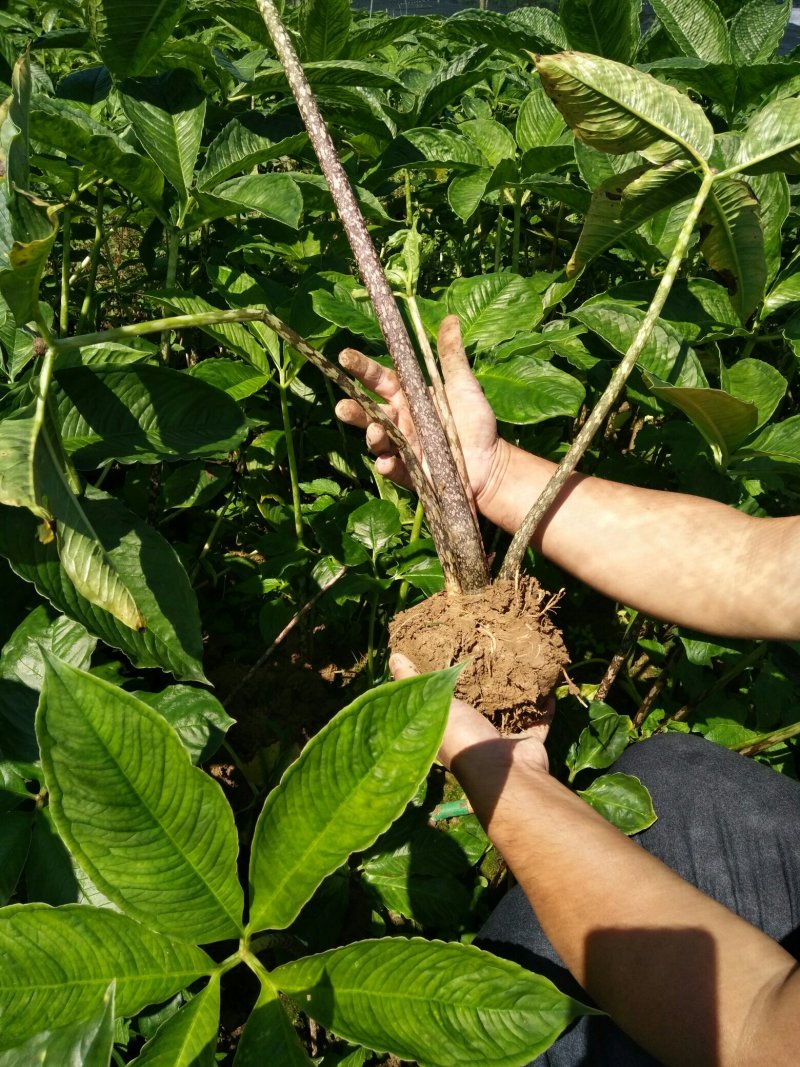 株芽黄魔芋种芋