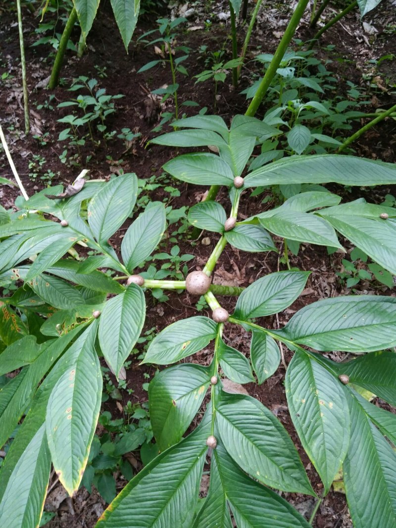 株芽黄魔芋种芋