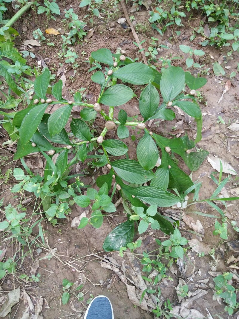 株芽黄魔芋种芋