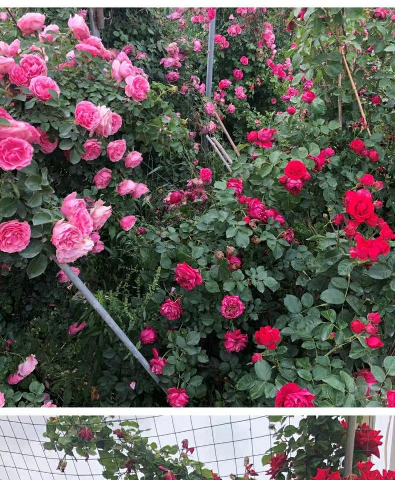 蔷薇花苗四季开花庭院藤本花卉特大爬墙玫瑰阳台盆栽