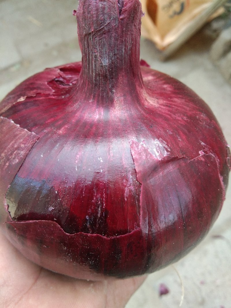 基地万吨洋葱上市中黄皮黄