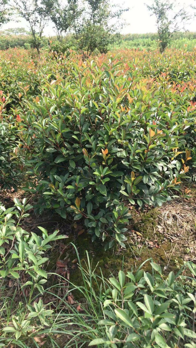 红叶石楠球袋苗红叶石楠球