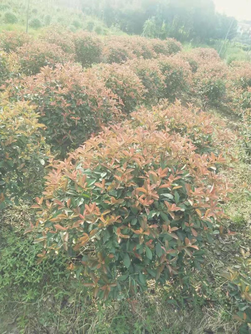 红叶石楠球袋苗红叶石楠球