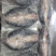 冷冻巴沙鱼