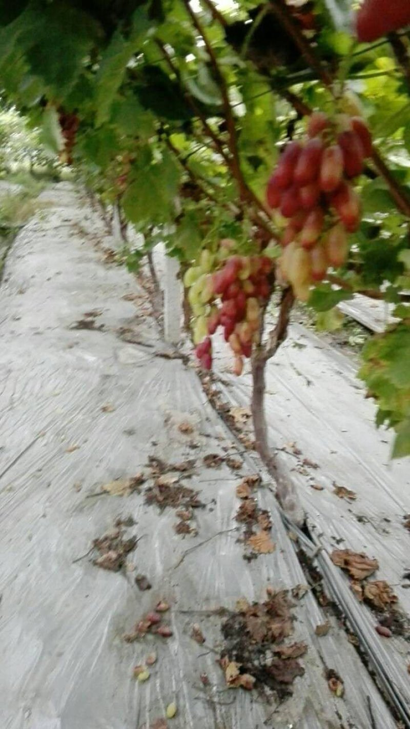6年大棚葡萄树