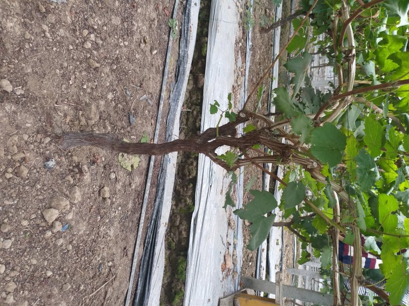 6年大棚葡萄树