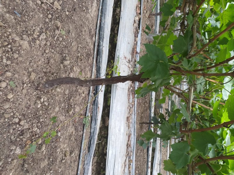 6年大棚葡萄树
