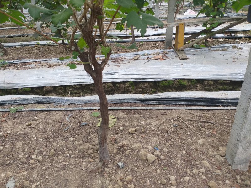 6年大棚葡萄树