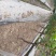 6年大棚葡萄树