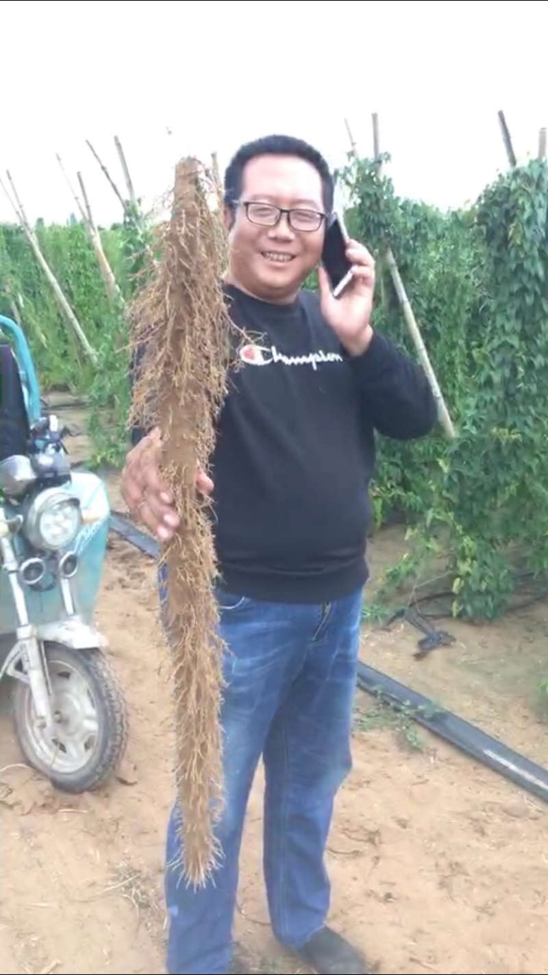 棒药，条形好，纯沙地口感好，圆滚直