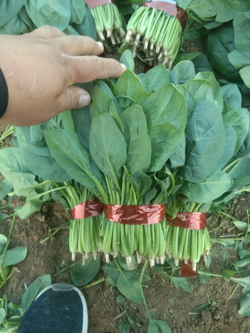 菠菜20~25厘米