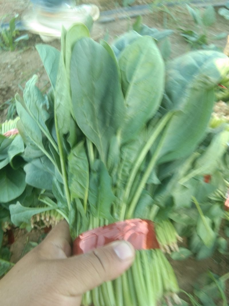 菠菜20~25厘米