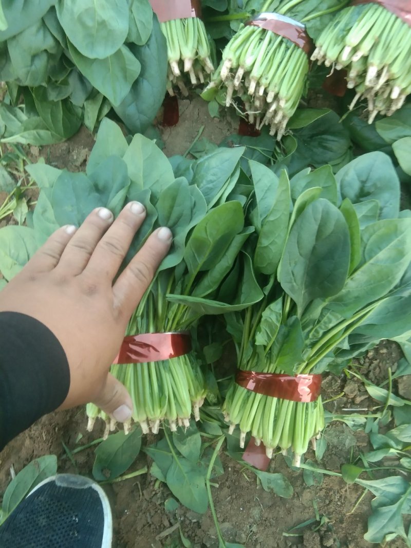 菠菜20~25厘米