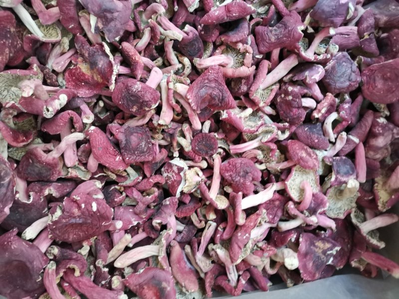 江西红菇