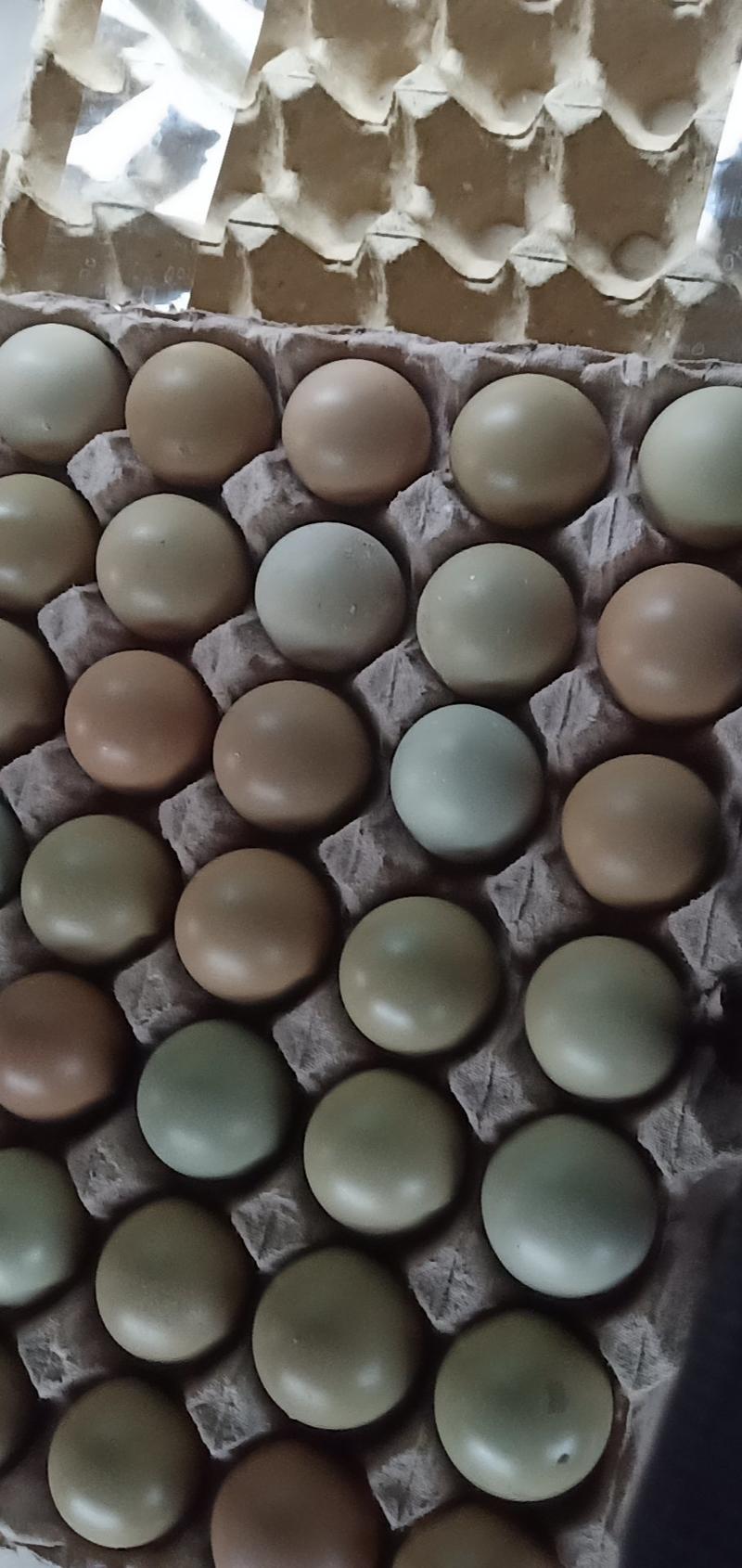 野鸡蛋，老少皆宜，一个顶三个普通鸡蛋