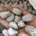 浮海石海浮石过筛关书药业