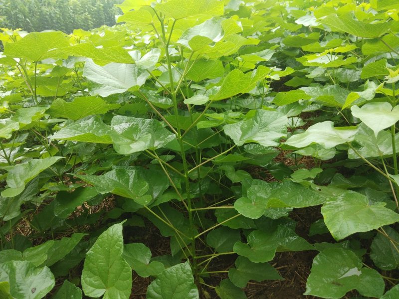 绿化苗木梓树大量供应中