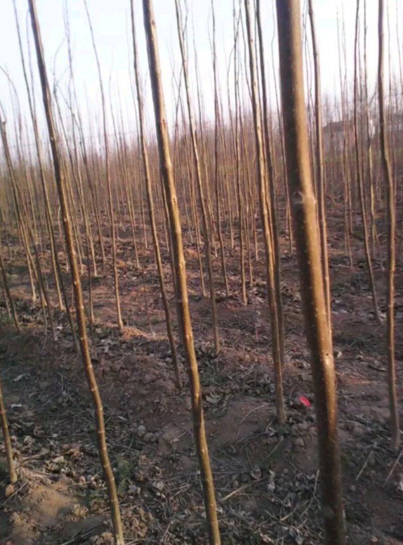 楸树出售：各种工程苗，占地苗，需要的老板和我联系，