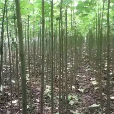 楸树出售：各种工程苗，占地苗，需要的老板和我联系，